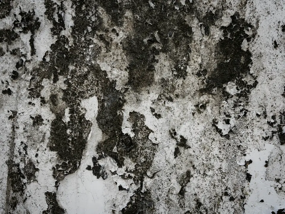 Mur couvert de taches sombres, peinture blanche décollée
