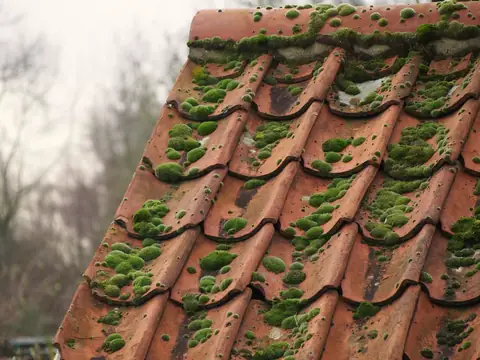 Toit de tuiles rouges couvert de coussinets de mousse verte